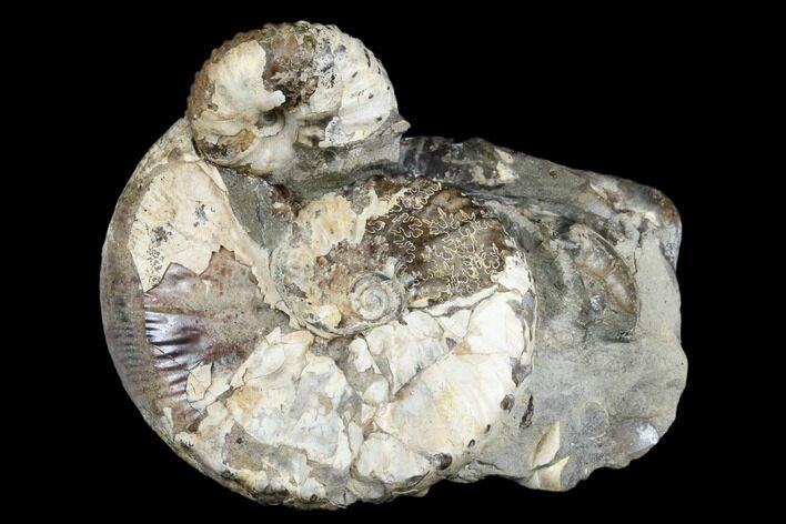 Fossil Hoploscaphites Ammonite - South Dakota #180837